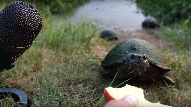 Illustration for article titled Hungry turtle ASMR is ASMR we can get behind
