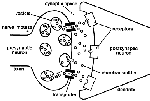 Image result for synaptic transmission simple diagram