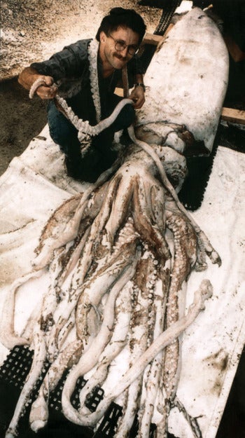 Illustration for article titled Marine Biologist Hopes to Raise Giant Squid In Captivity