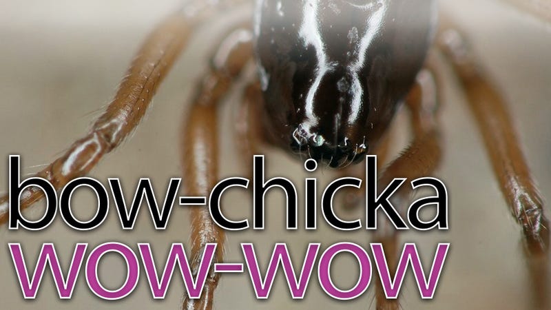 Illustration for article titled What do spiders have to do with internet porn?