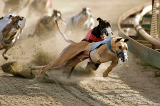 Illustration for article titled Greyhound Track Owners Now Want To Kill Off Their Own Industry