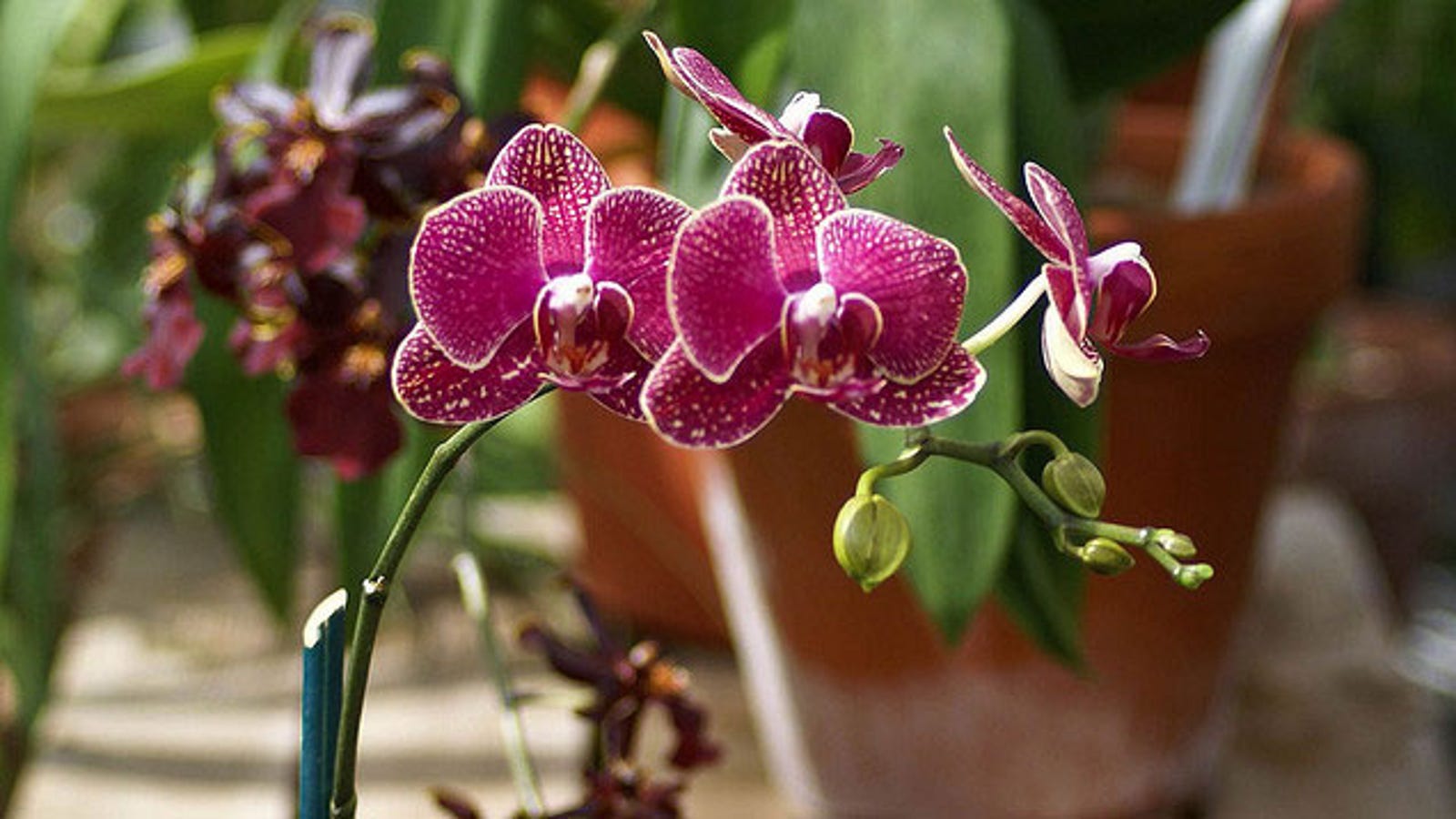 Water Orchids With Ice Cubes For The Perfect Amount Of Hydration