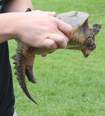 Snapping Turtle Porn - The Terrifying Sex Organs of Male Turtles