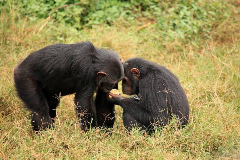 Chimpanzees: Observational Study