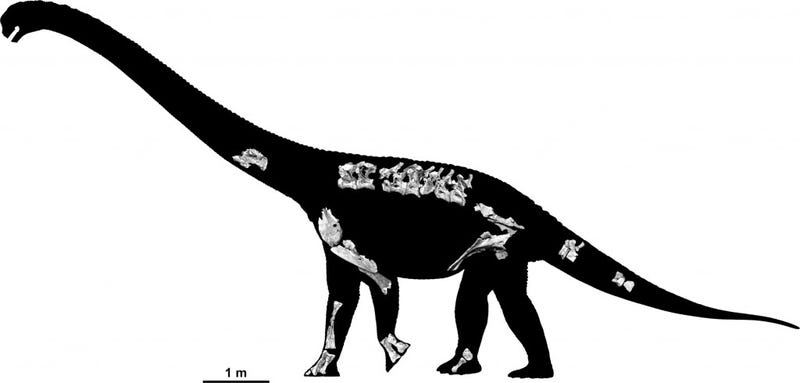 photo of New Species of Long-Necked Dinosaur Uncovered in Australia image