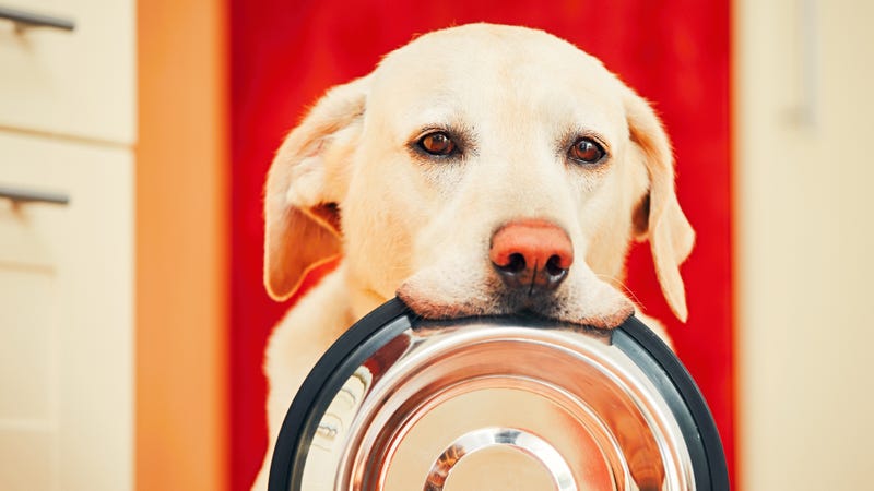 Illustration for article titled TIL my dog’s bowl is a teeming cesspool