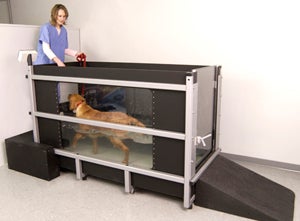 Illustration for article titled Water Resistance Treadmill for Dogs Should Have PETA Up in Arms