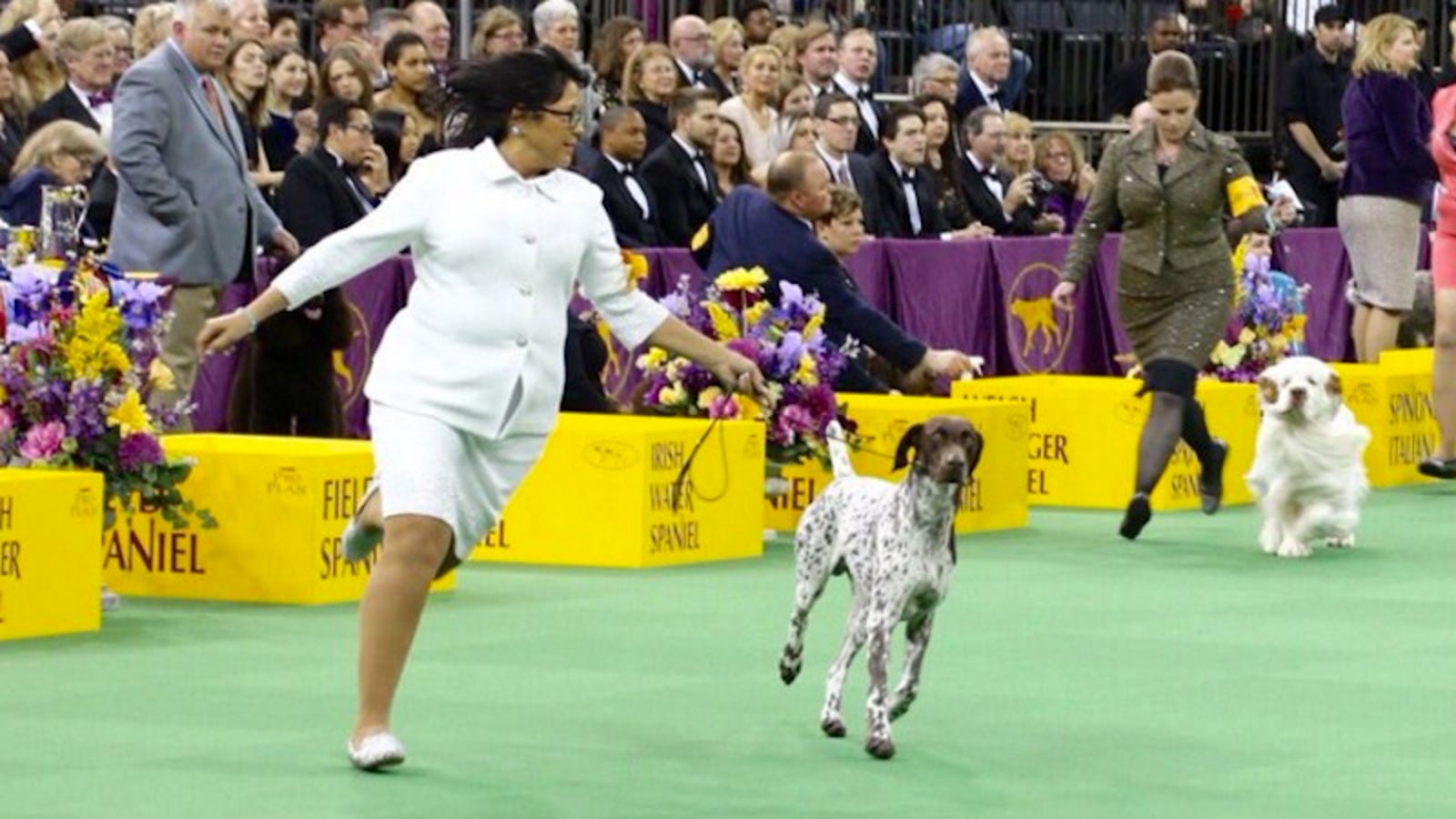 Here's the Hottest Dog in the World