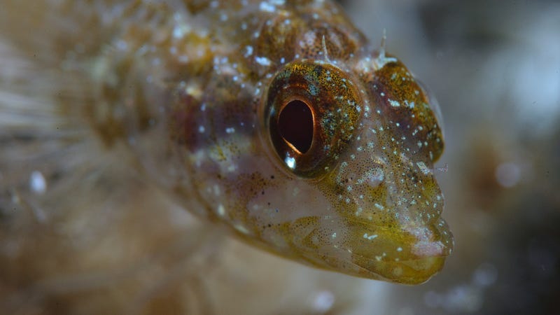 photo of These Freaky Fish Can Turn Their Eyes Into Flashlights image
