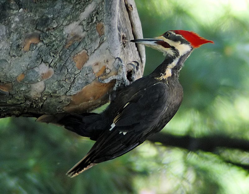 Why Don't Birds Have Teeth?