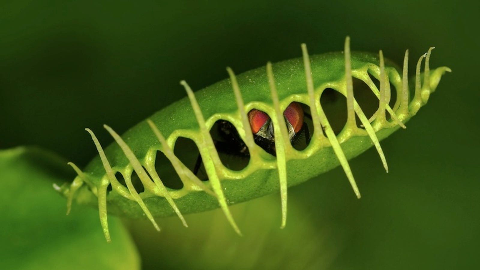 Carnivorous Plants Are Becoming Vegetarian Because of Pollution