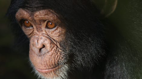 Scientists Have Finally Figured Out Why Chimps Are So Damn Strong