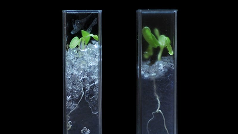 Illustration for article titled See-Through Soil Reveals the Secret Lives of Roots