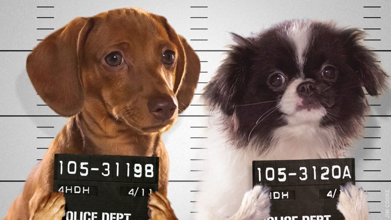 Illustration for article titled The Most Shocking Scandals of the 2013 Puppy Bowl