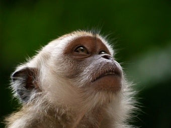 Illustration for article titled Time For A Little Monkey Business