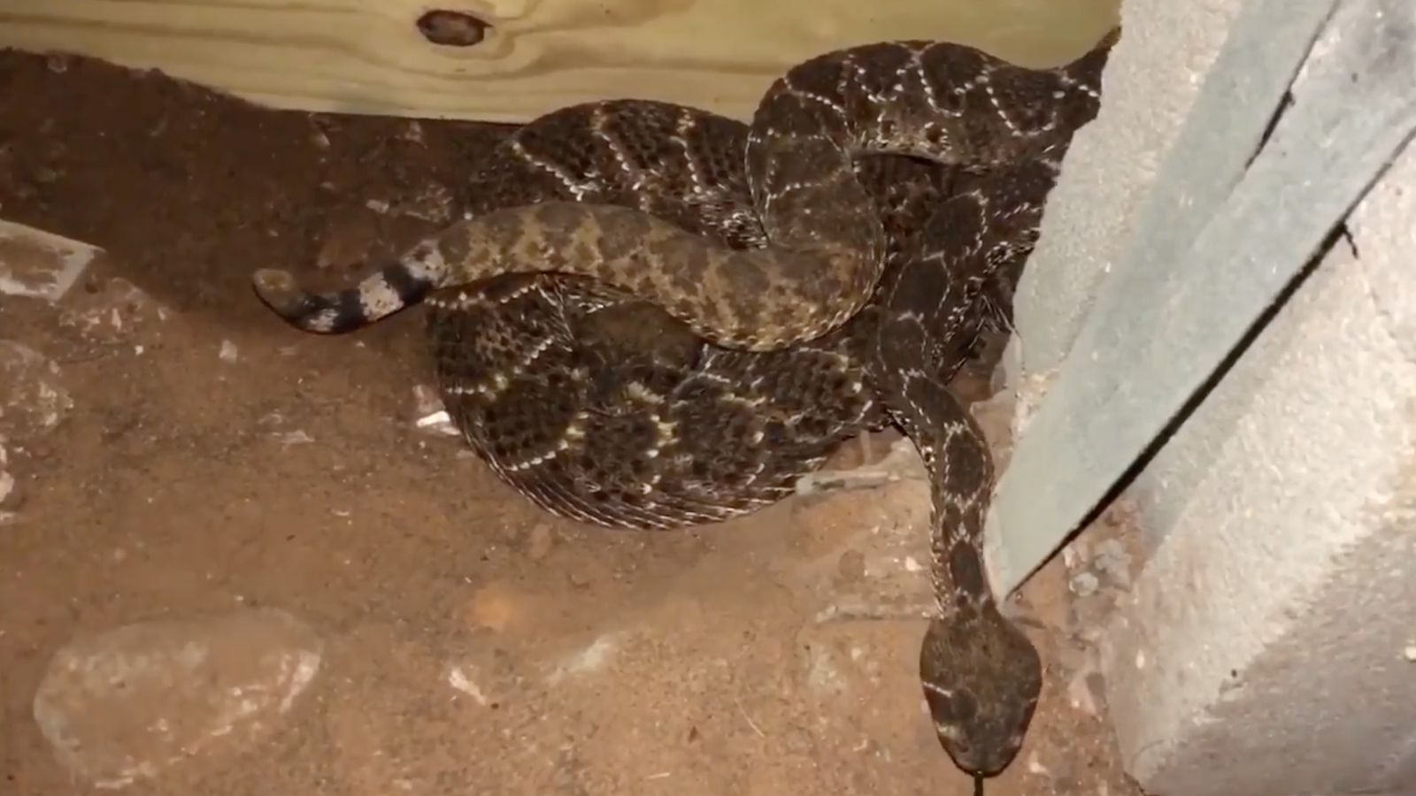 Snake Catcher Finds 45 Rattlesnakes at Texas Home