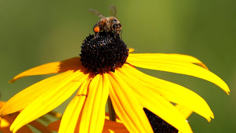 Illustration for article titled EU Bans Controversial Pesticide in the Name of Bees