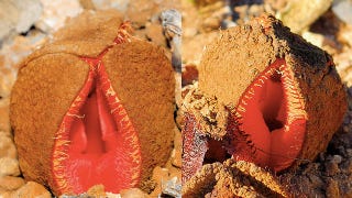 Illustration for article titled A flower that smells like poop and resembles vagina dentata