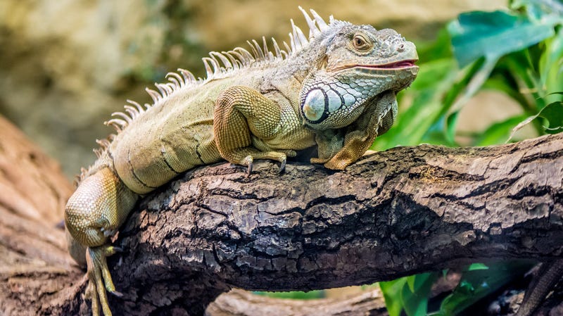 Ohio Man Weaponizes Pet Iguana Inside Perkins Restauran 1834111576