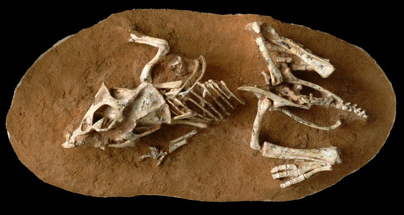 A hatchling Protoceratops andrewsi from the Gobi Desert. Image: AMNH/M. Ellison