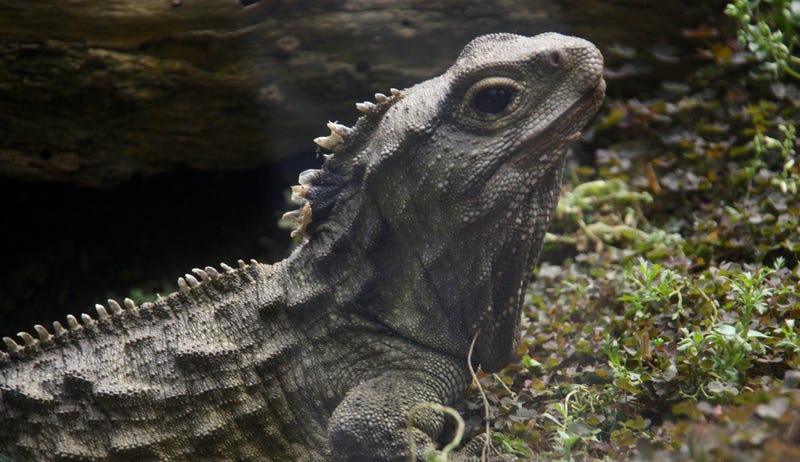 Illustration for article titled A Reptile With No Penis Just Solved a Baffling Scientific Mystery