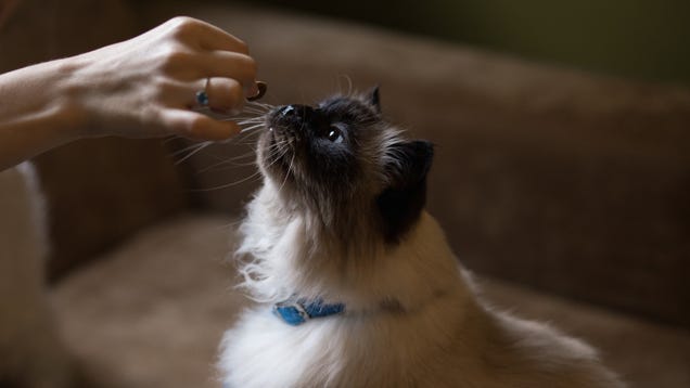 Here's the Best Way to Feed a Cat