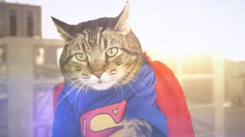 CAT SUPERMAN, how to have a DISEASE FREE
                        CAT, how to prevent and/or CURE all cat diseases
                        by a civilian CATLADY, THE HOLISTIC CAT !
