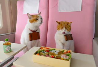 Illustration for article titled Cats Are the Cutest Guides to Japan