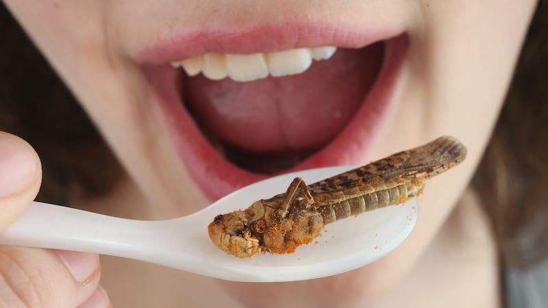 Illustration for article titled Americans Still Think They're Too Goddamn Fancy To Eat Bugs