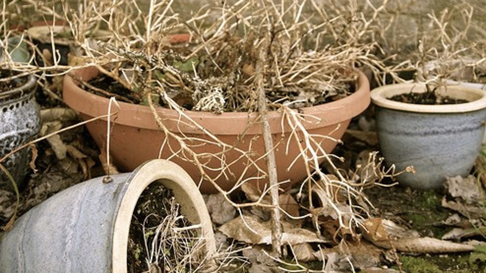 How to Revitalize NearDead Plants