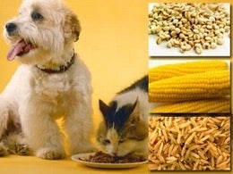 Illustration for article titled Issue of Vegan Pets Divides Vets, Owners • In The Works: Woodstock, 2009