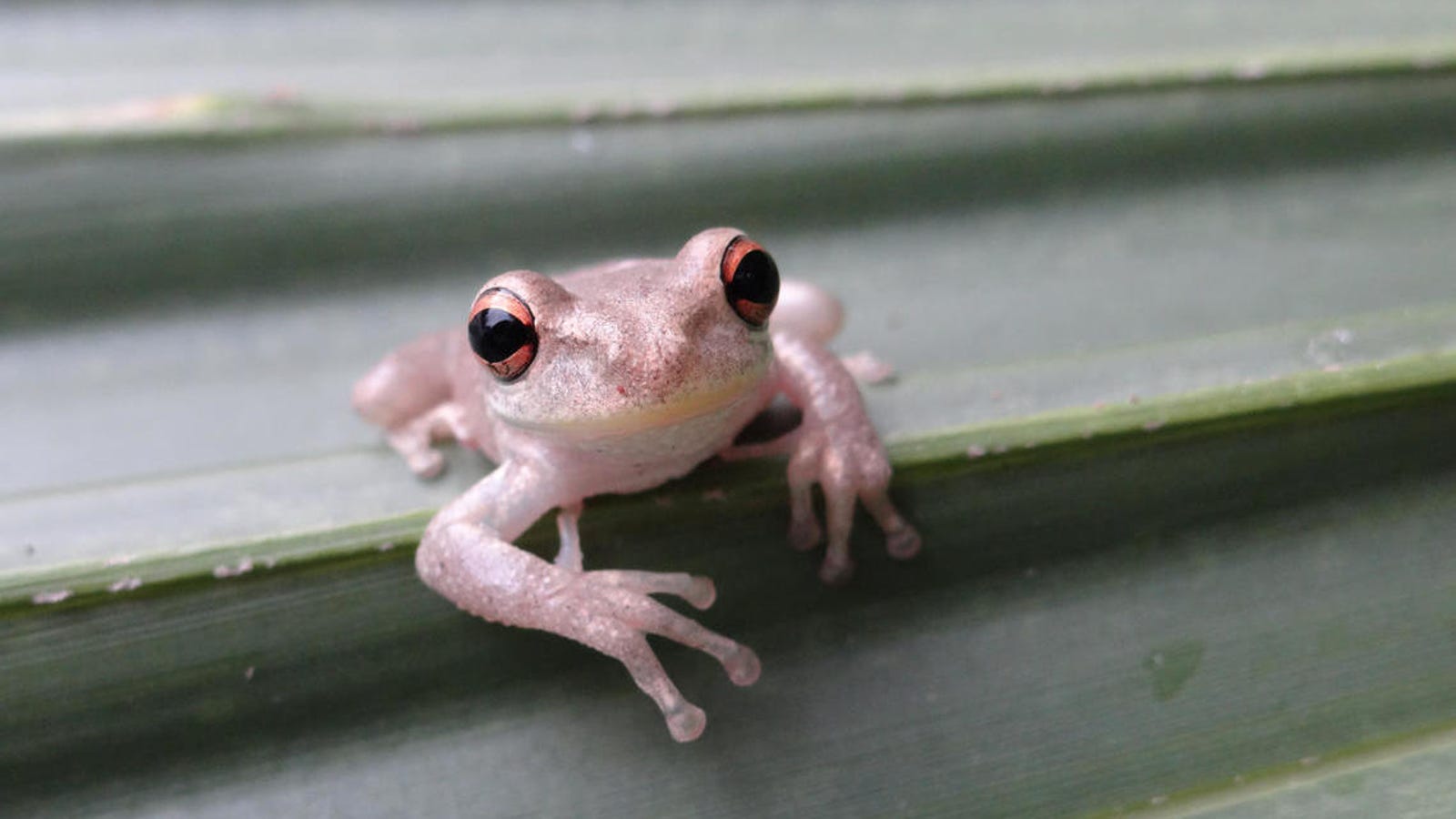 kewpie frog