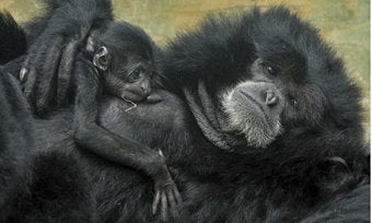 Illustration for article titled "Creationist Zoo" Not The Oxymoron It Should Be!