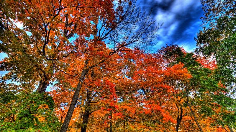 Illustration for article titled Why the Fall Foliage in Your Area Might Be Disappointing This Year