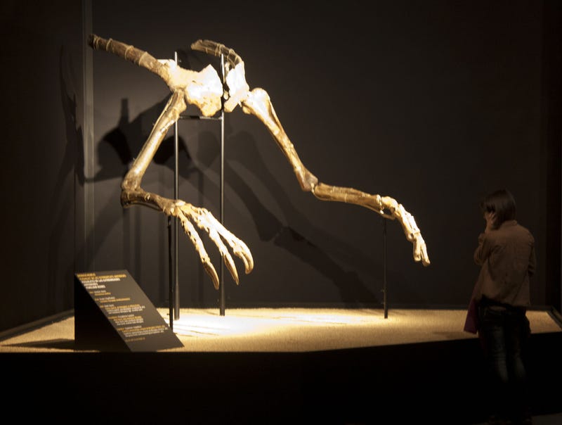 Illustration for article titled Poached Deinocheirus skull found, returned, everything is awesome