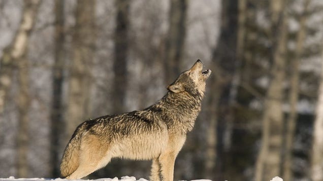 Por qué los lobos no aúllan a la Luna y otros mitos de estos animales