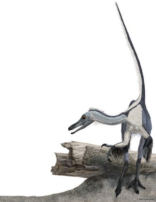 proof that dinosaurs evolved into birds