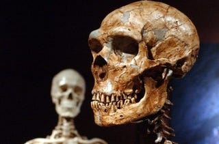 Illustration for article titled The brains of human and Neanderthal babies were almost identical
