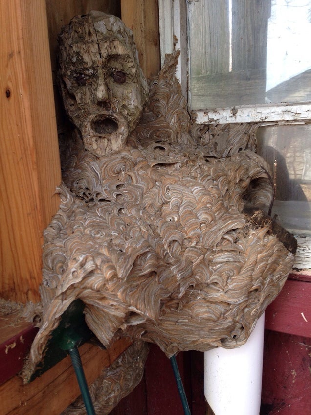 Wasp Nest Merges With Human Face To Become Nightmare Fuel