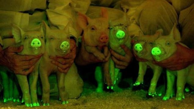 These Pigs Glow-in-the-Dark to Save Lives