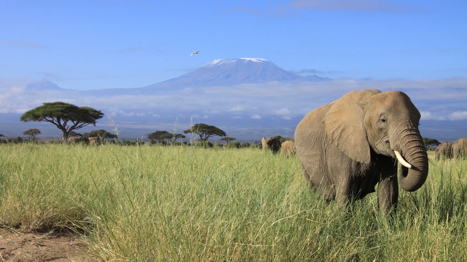 Kenya Mount Kenya National Park Kenya In 4k Ultra Hd Youtube Jamhuri Ya Kenya Is A Country In East Africa With Its Capital And Largest City In Nairobi