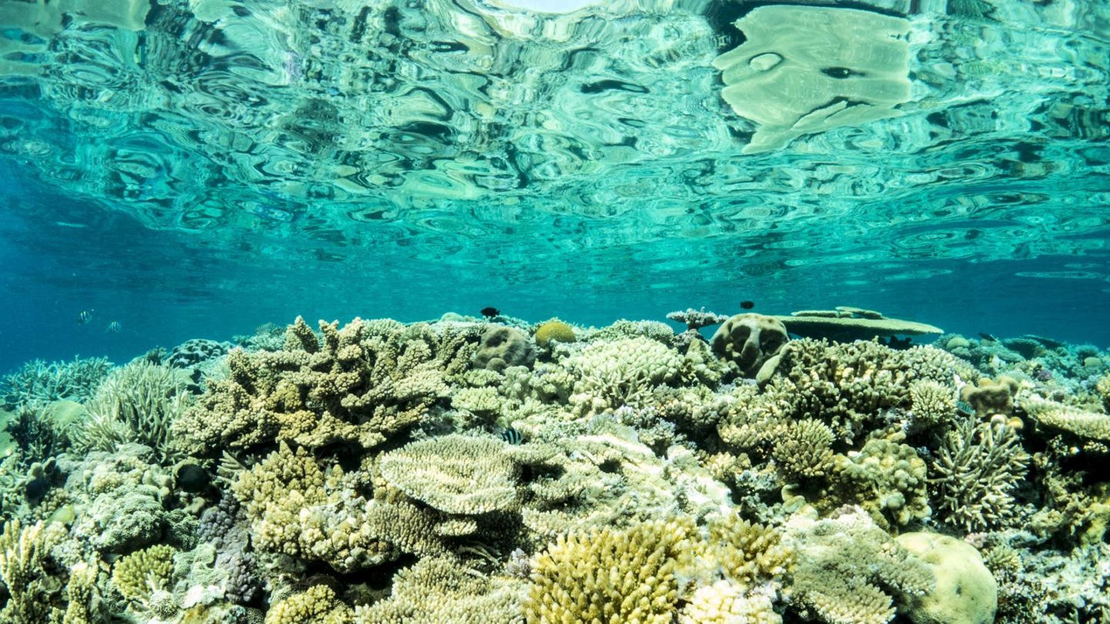 The Great Barrier Reef May Be More Resilient Than We Thought