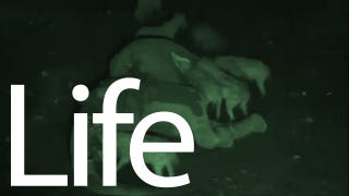 Illustration for article titled How a Dead Elephant Is Consumed In Under Two Minutes