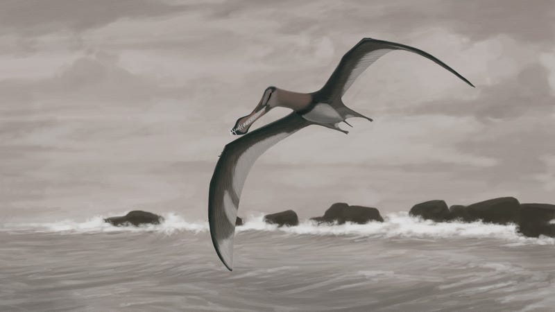 Pterodactyls Probably Didn T Fly Like We Think They Did