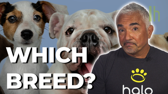 How to Choose the Right Breed of Dog for You, According to Cesar Millan