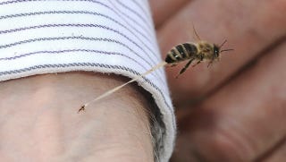 stinger loses its after die stinging honeybee looks why