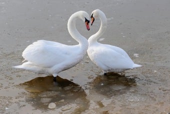 Illustration for article titled Swan Song