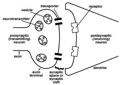 how exactly do neurons pass signals through your nervous system? Dendrite Diagram Blank Axon Diagram #20