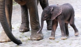 Illustration for article titled Baby Elephant Named "Barack"