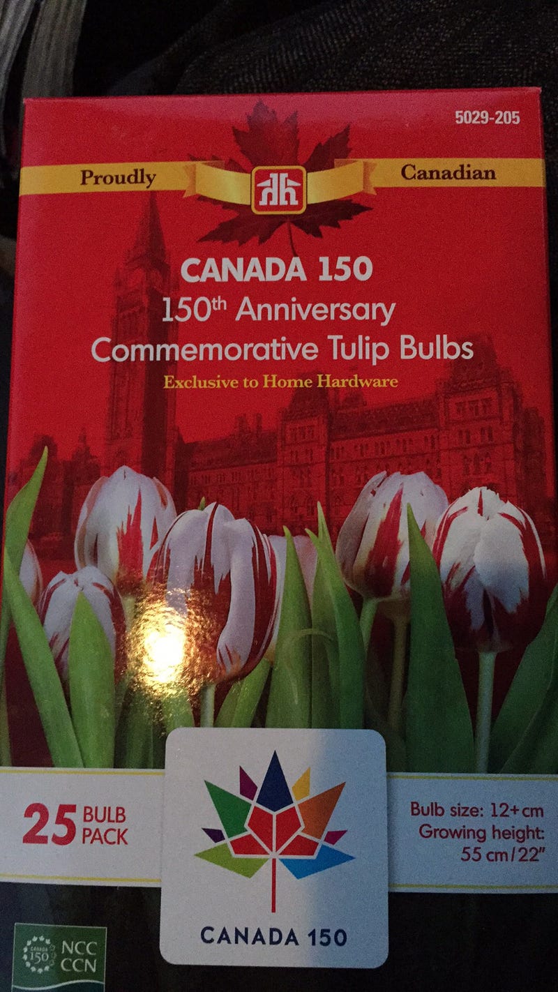 Illustration for article titled Canada 150 tulip bulbs are in